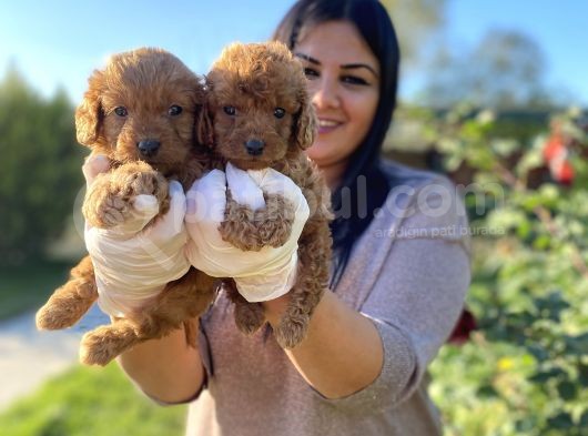 Orjinal toy poodle yavrularım