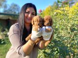 Orjinal Toy Poodle Yavrularım