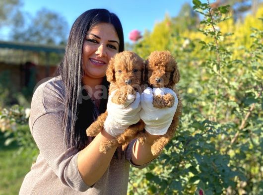 Orjinal Toy Poodle Yavrularım görsel