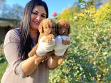 Orjinal Toy Poodle Yavrularım