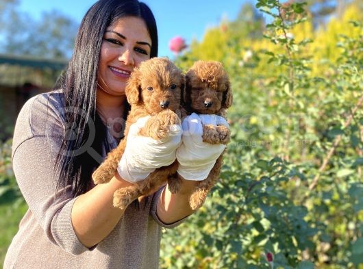 Orjinal Toy Poodle Yavrularım görsel