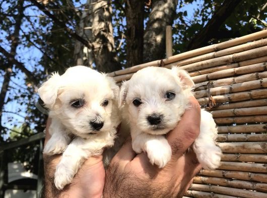 0 Numara Maltese Terrier Yavrularım görsel