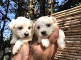 0 Numara Maltese Terrier Yavrularım