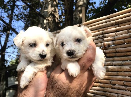 0 Numara Maltese Terrier Yavrularım görsel