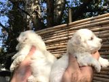 0 Numara Maltese Terrier Yavrularım