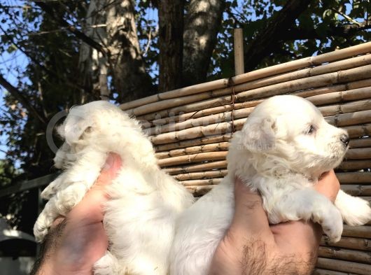0 Numara Maltese Terrier Yavrularım görsel