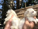 0 Numara Maltese Terrier Yavrularım