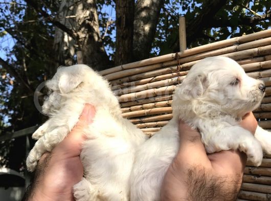 0 Numara Maltese Terrier Yavrularım görsel