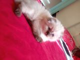 Muhteşem Kedicikler Scottish Fold Longhair