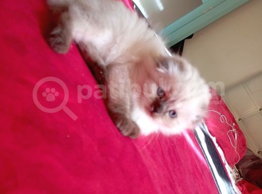 Muhteşem Kedicikler Scottish Fold Longhair görsel