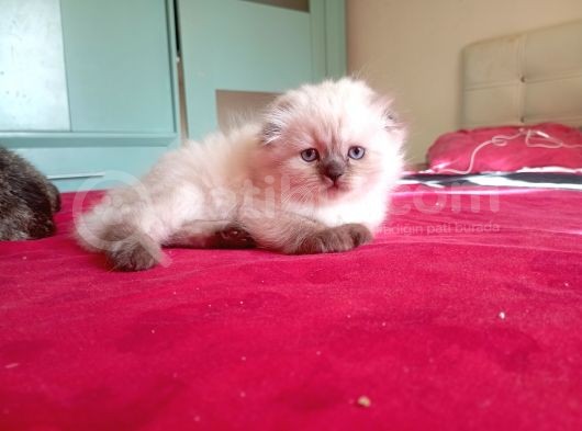 Muhteşem Kedicikler Scottish Fold Longhair