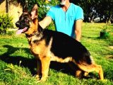 SECERELİ ALMAN COBAN YAVRULARİMİZ