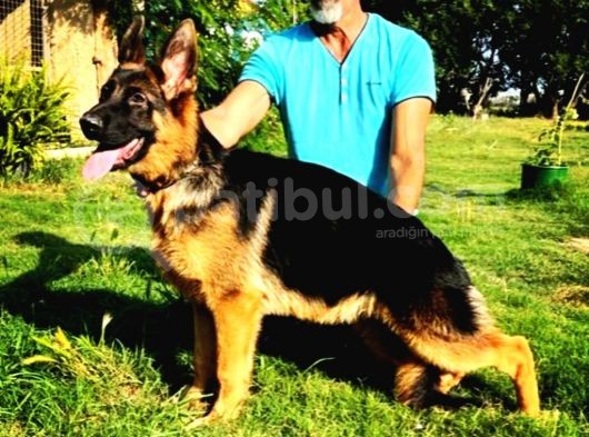 Secereli̇ Alman Coban Yavrulari̇mi̇z