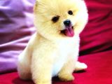 SHOW YAVRULAR Pomeryan boo tcup