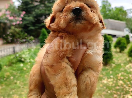 F1 Maltipoo Bebeklerim görsel