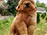 Orange F2 Maltipoo Bebeklerim
