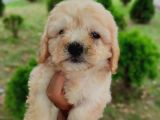 F1 Maltipoo Bebeklerim
