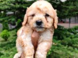 F1 Maltipoo bebeklerim