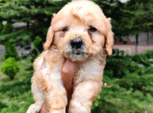 F1 Maltipoo Bebeklerim