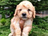 F1 Maltipoo Bebeklerim