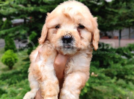 F1 Maltipoo Bebeklerim görsel
