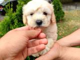 F1 Maltipoo Bebeklerim