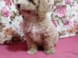 Poodle Ayarında A Kalite Dişi