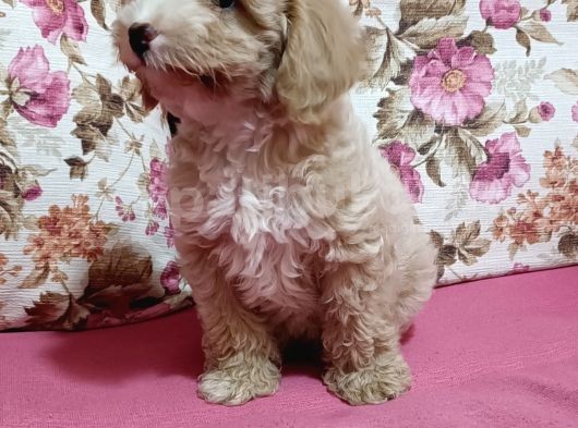 Poodle Ayarında A Kalite Dişi görsel
