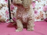 Poodle Ayarında A Kalite Dişi