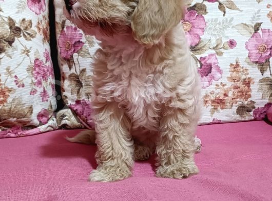 Poodle Ayarında A Kalite Dişi görsel