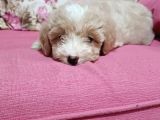 Poodle Ayarında A Kalite Dişi