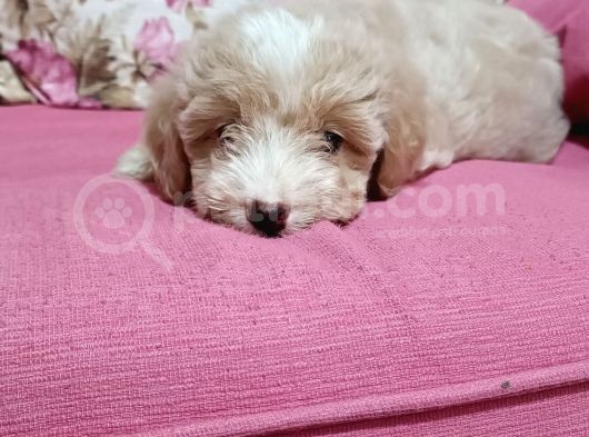 Poodle Ayarında A Kalite Dişi görsel
