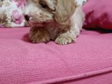 Poodle Ayarında A Kalite Dişi