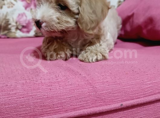 Poodle Ayarında A Kalite Dişi görsel