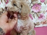 Poodle Ayarında A Kalite Dişi