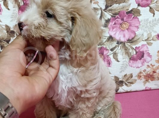 Poodle Ayarında A Kalite Dişi görsel