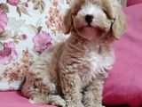 Poodle ayarında A Kalite Dişi