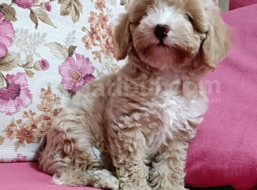 Poodle Ayarında A Kalite Dişi