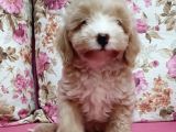 Poodle Ayarında A Kalite Dişi