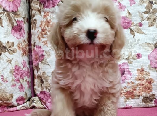 Poodle Ayarında A Kalite Dişi görsel