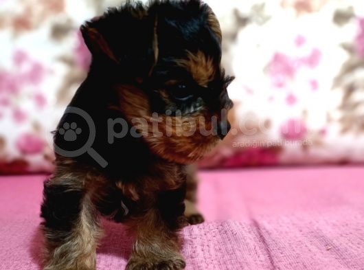Teacup Kg Garantili Erkek görsel