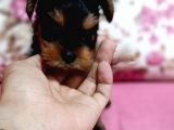 Teacup Kg Garantili Erkek