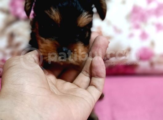 Teacup Kg Garantili Erkek görsel