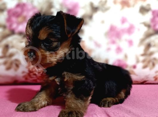 Teacup Kg Garantili Erkek görsel