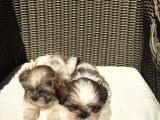 Mükemmel shihtzu yavrularımız