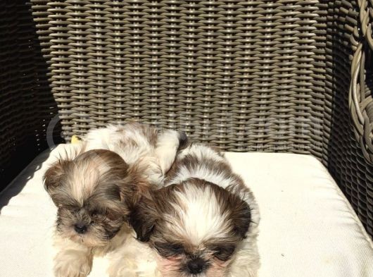 Mükemmel Shihtzu Yavrularımız