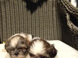 Mükemmel Shihtzu Yavrularımız