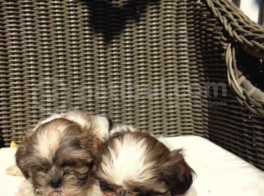 Mükemmel Shihtzu Yavrularımız görsel