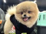 1 Yaş Erkke Pomeranian Teddy Face