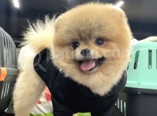 1 Yaş Erkke Pomeranian Teddy Face görsel